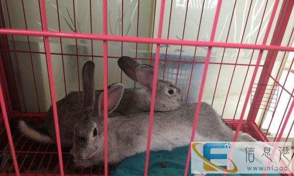 2只成年兔兔 4大袋全新兔粮 8成新大兔笼