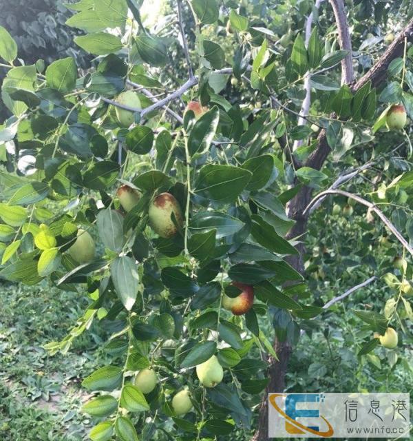 健康的带孩子阿姨