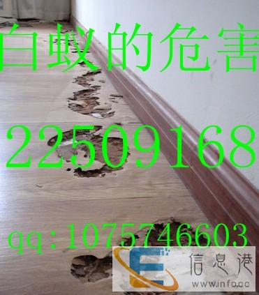 专业灭白蚁 蟑螂 老鼠 蚊子 消毒等四害