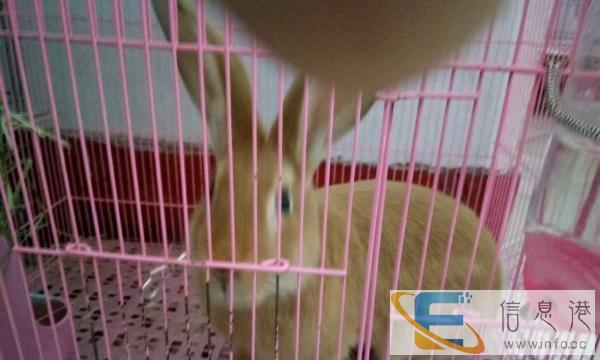 99成新其他宠物用品价格50