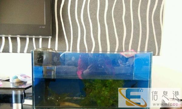 鱼缸免费送人0000