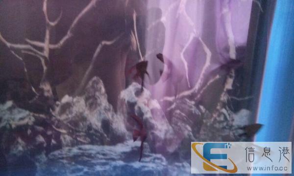 1.2米 底过滤 水族箱鱼缸