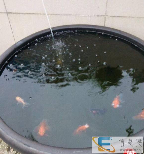 黑陶王鱼盆，经典仿古鱼盆