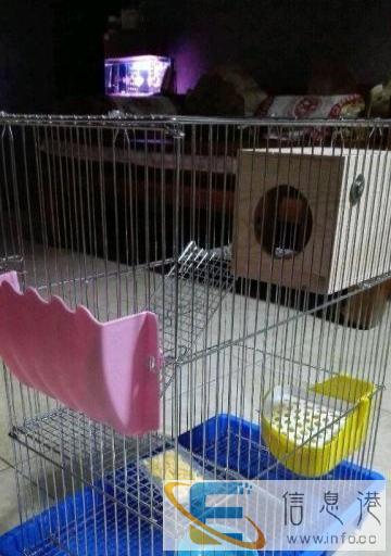 全新 魔王松鼠三层电镀大养笼 空间大 配套齐全