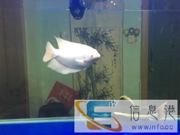 上海雅彩成品缸转让