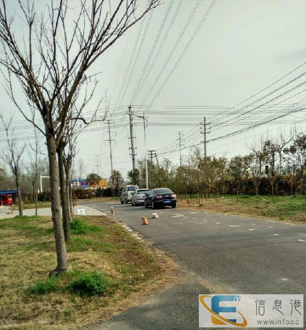 短期招一名阿姨，会带小孩