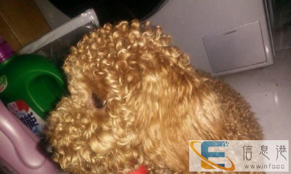 耐威克2.5kg泰迪狗粮3袋,美滋元2.5kg一袋