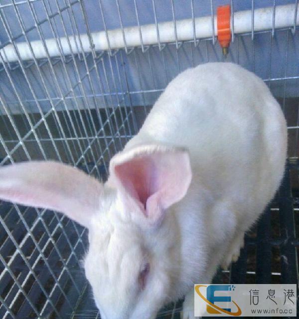 兔笼出售12位260竹地板