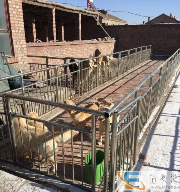 大块纯牛肉无添加