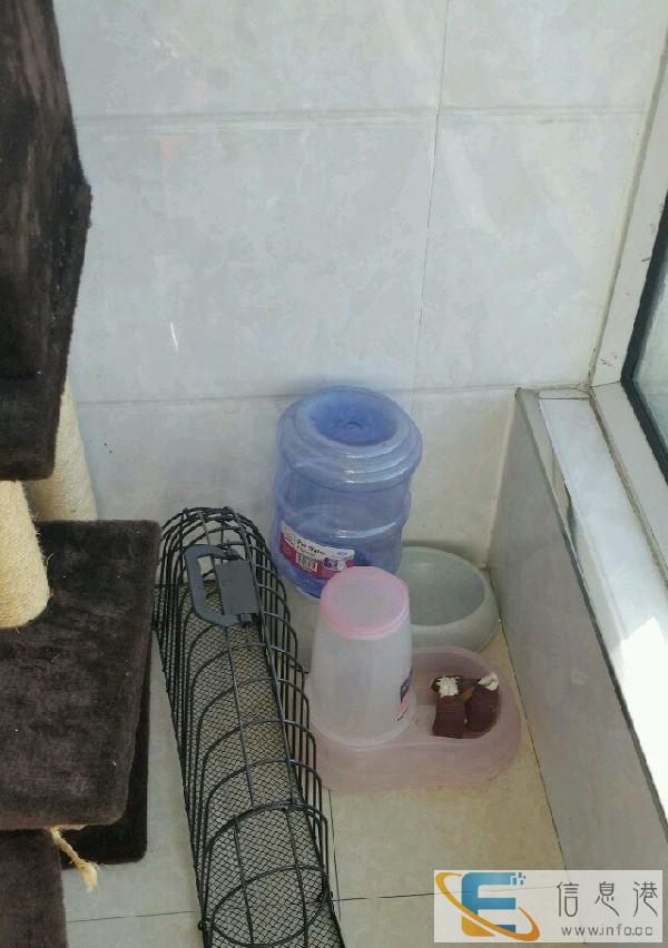 全套猫咪用品转让