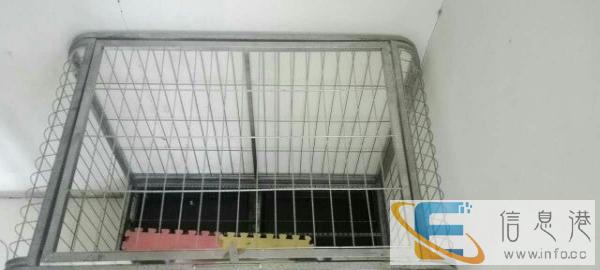 松狮金毛德牧等中大型犬