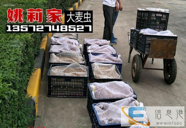 全新其他宠物用品价格13