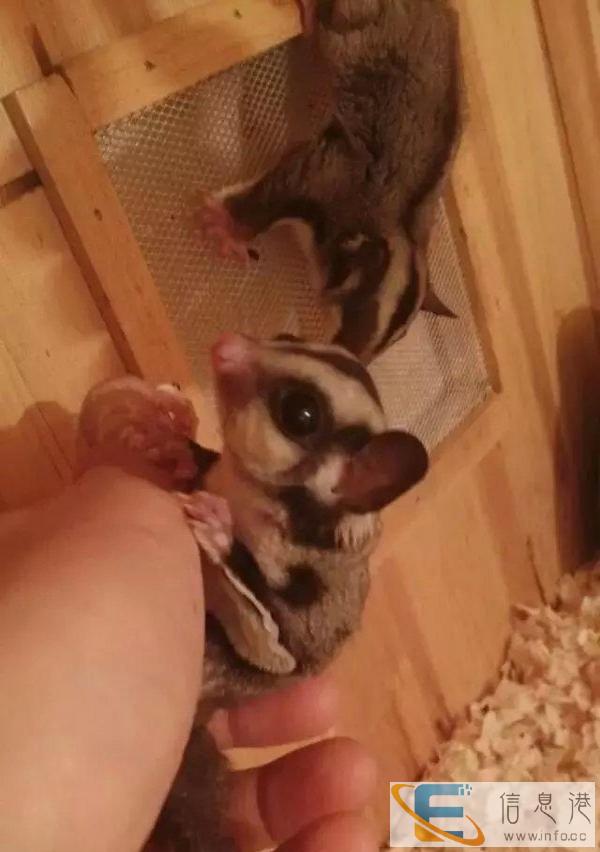 萌宠、异宠、爬宠用品