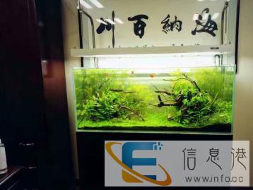 西安较专业水草造景，水族箱，雨林缸，水陆缸景观设计