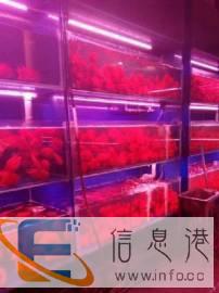 专业清洗鱼缸，鱼病护理，维修，定做大型鱼缸