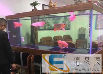 西安水族公司上门清洗鱼缸鱼池，自带工具，技术专业