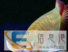 鱼缸维修，日常维护，清洗鱼缸