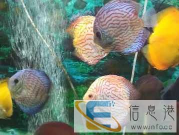 95成新鱼缸价格2400