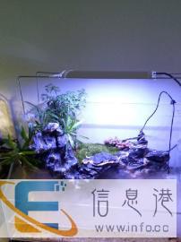 定做各种超白鱼缸和海鲜池