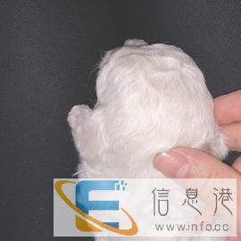 比熊幼犬，自家比熊产子