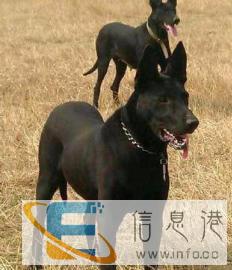 纯种黑狼对外借配体形完美身无杂毛懂人干净