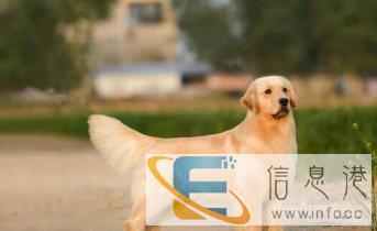 斑DOG宠物生活馆