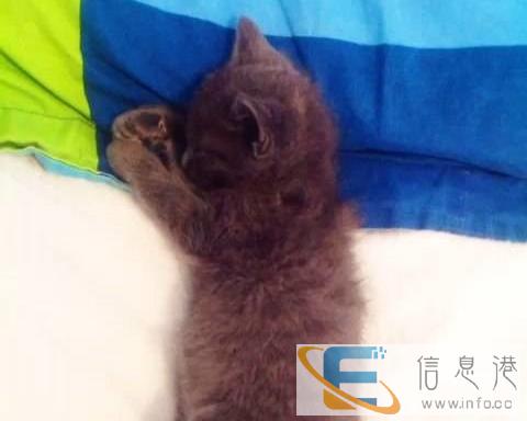 家养小猫咪出售了