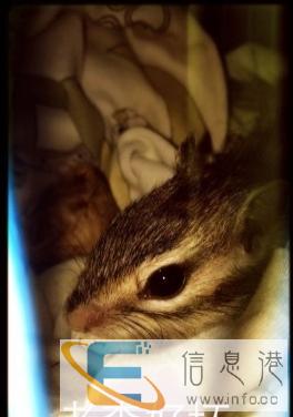 出售金花黄山魔王黄山雪地