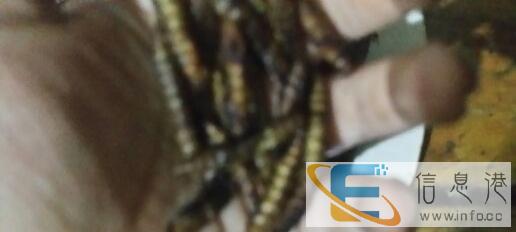 观赏鸟,热带鱼,小宠物的补充蛋白饲料