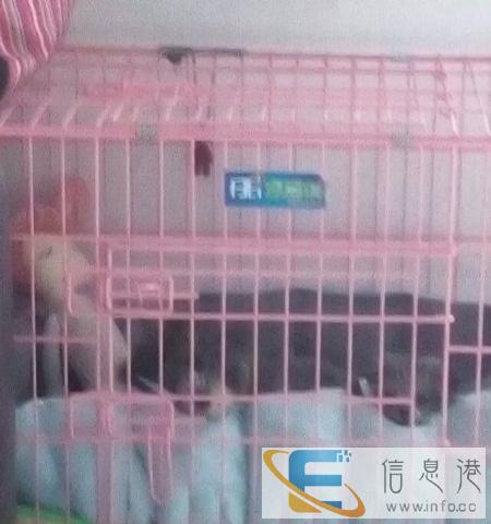 转让自家木质狗狗小屋和笼子