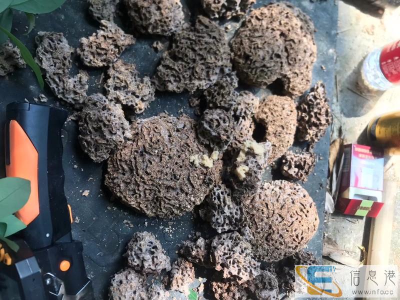 邵阳专业灭老鼠灭蟑螂灭白蚁灭鼠公司电话号码