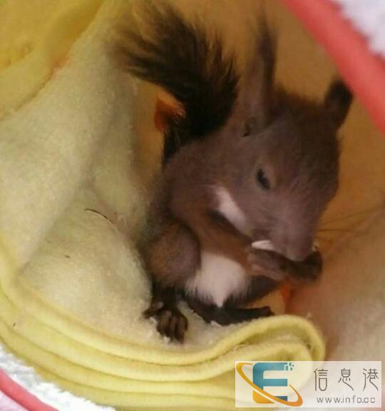 出售金花黄山魔王