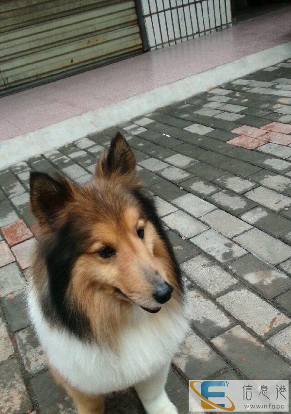 爱犬跑丢，低价转让狗用物品