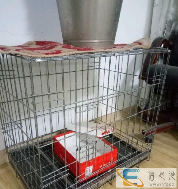 转让狗狗新家全新的