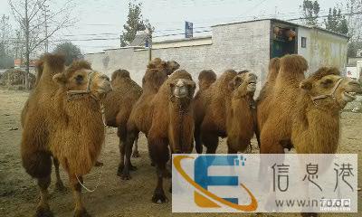 什么地方卖双峰骆驼山东哪里有骆驼养殖场