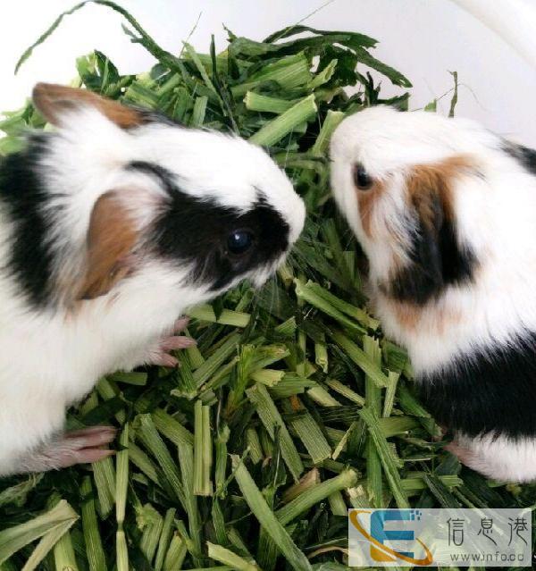 萌萌的荷兰猪10元一只