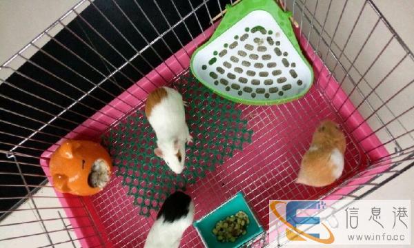 乐佳大大笼子转让大到可养猫狗