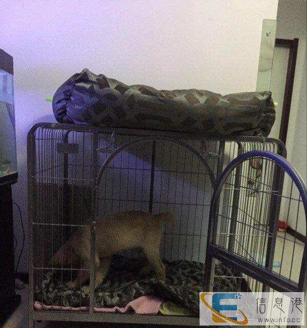 质量好且大的狗笼