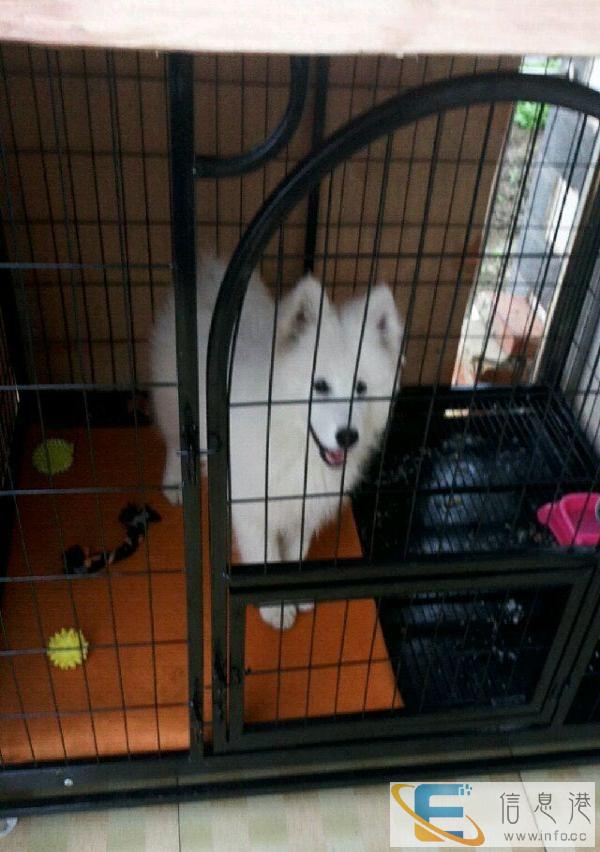 狗笼子 还很新 质量也非常好 没用多久