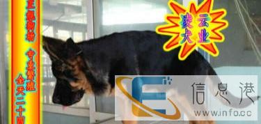 优选犬舍   送货上门专业繁殖纯德国牧羊犬签售后协议可见父母