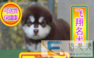 优选犬舍   送货上门专业繁殖熊版阿拉幼犬签售后协议可见父母