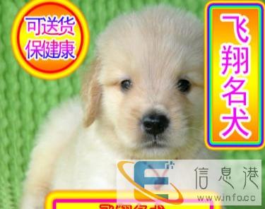优选犬舍   送货上门专业繁殖大头金毛幼犬签售后协议可见父母