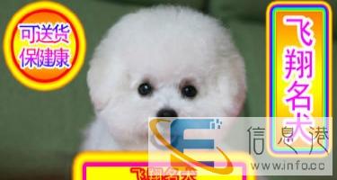 优选犬舍   送货上门专业繁殖纯种比熊幼犬签售后协议可见父母