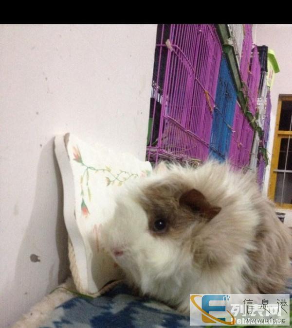 学校寝室不让养 现将咖啡白 荷兰猪 天竺鼠 转出