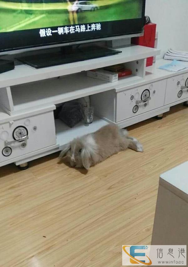 低价出售自家养纯种垂耳兔
