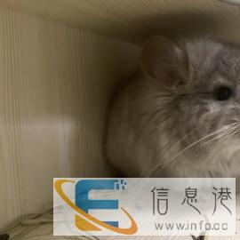 烟台龙猫专业繁殖 有长毛，协长，短毛，接受预定