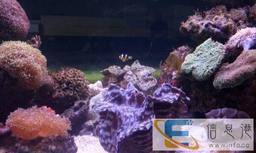 北京水族工作室专业设计制作鱼缸