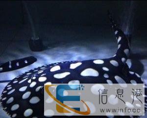 养鱼帝私房水族之三层组缸