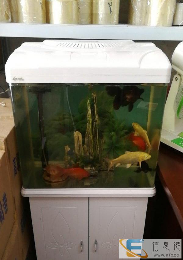 全自动增氧循环水带柜鱼缸