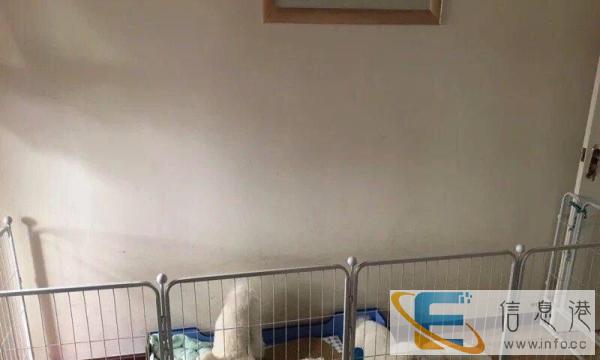 大号的狗狗围栏 狗笼